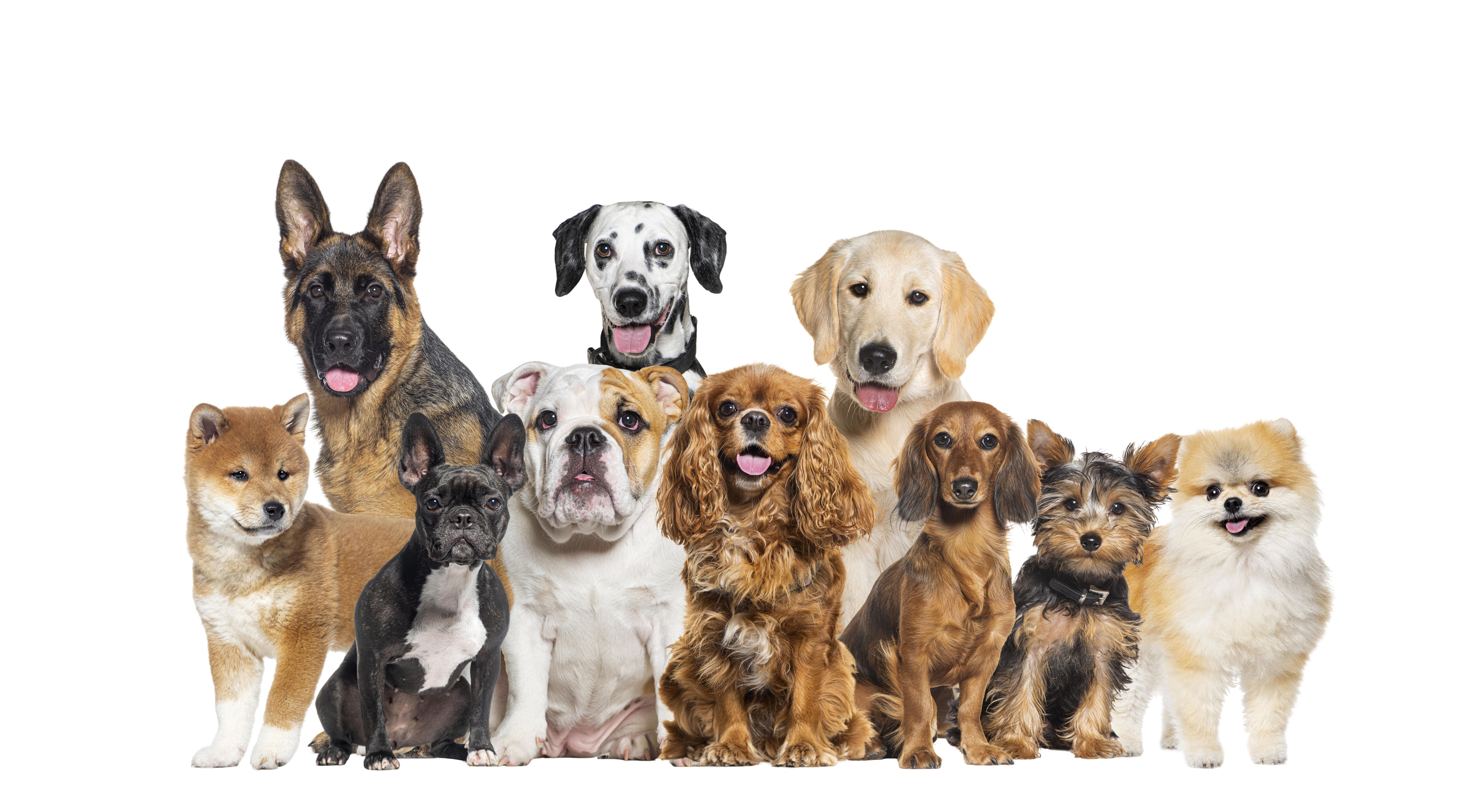 Most popular dog breed of the year revealed