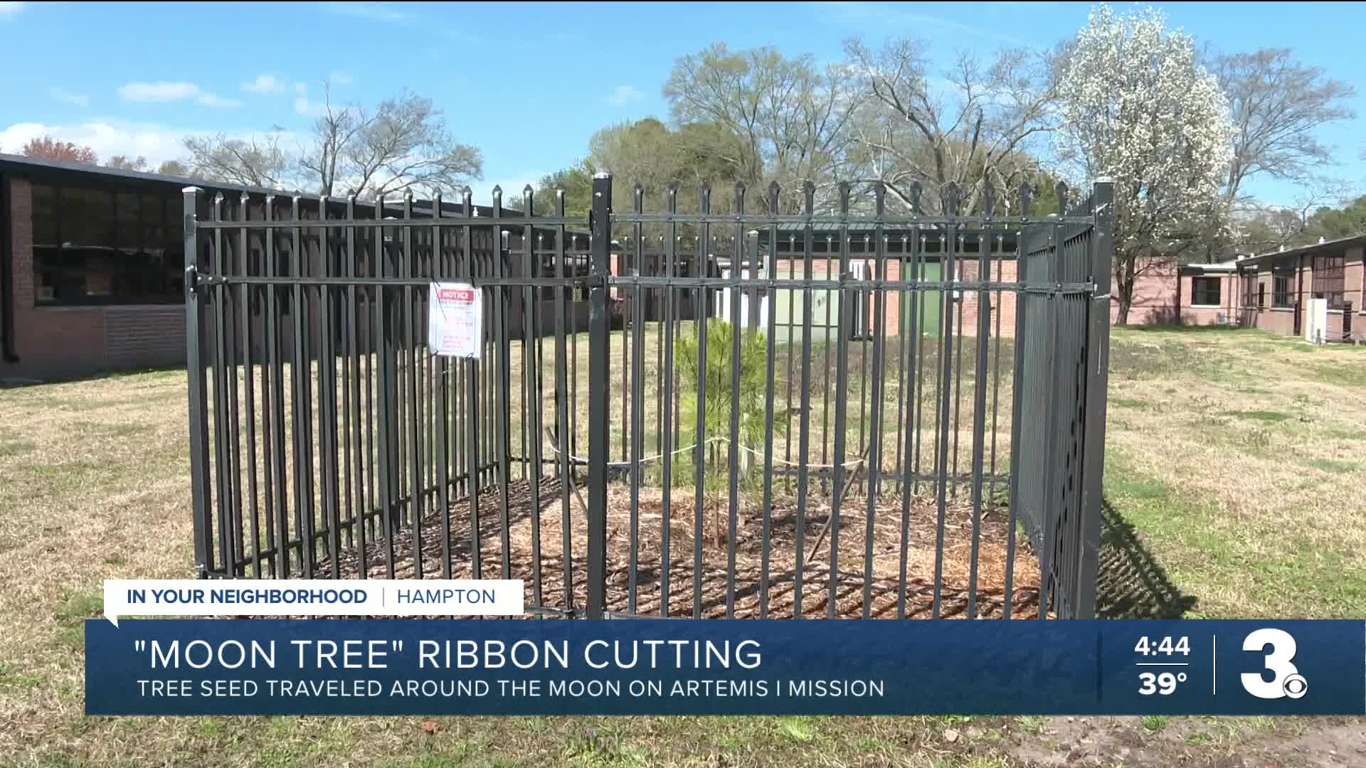 Ribbon-cutting celebrates unique 'moon tree' growing at Hampton ...