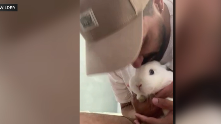 Pet rabbits are reunited with owner who had to leave the country ...