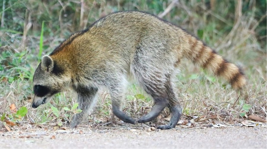 Lenexa Animal Control warns of distemper in local raccoons