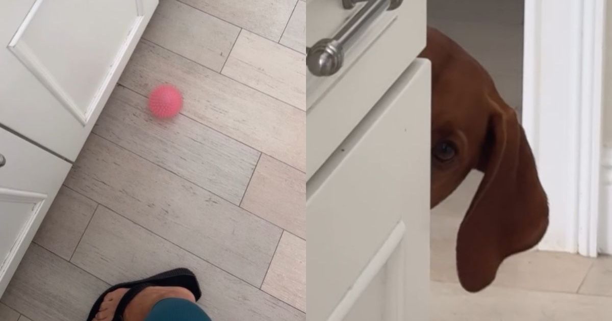 Dog's version of playing fetch is very different
