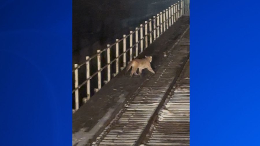 GFP confirms mountain lion sighting near downtown Sioux Falls<br><br>
