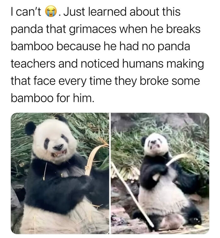 98 Memes That Are Way Too Accurate