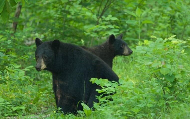 MDC shares safety tips to avoid attracting black bears