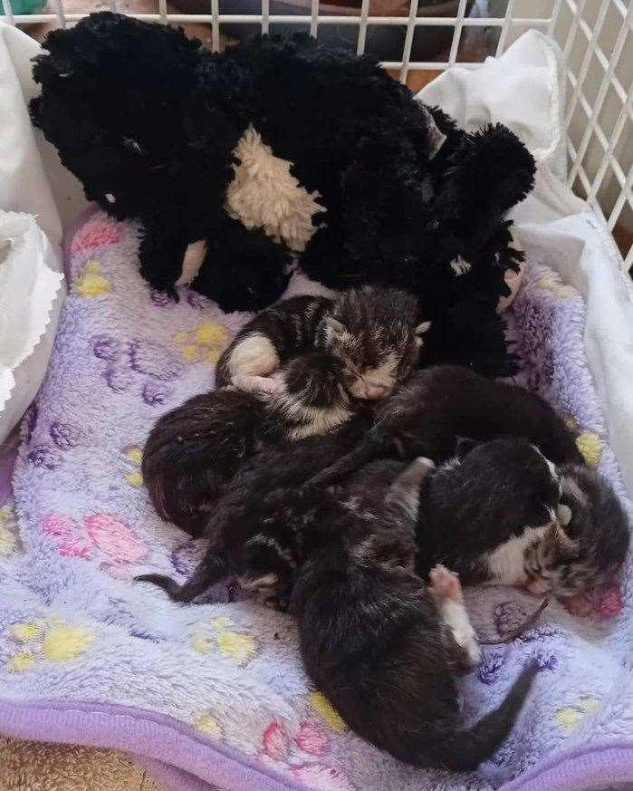 Wisteria Cat Rescue in Rochester issues urgent plea after newborn ...