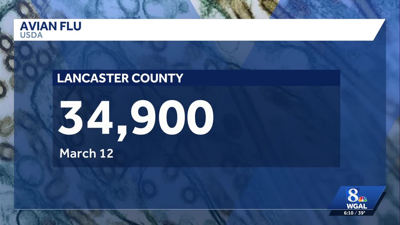 Another bird flock in Lancaster County tests positive for avian flu
