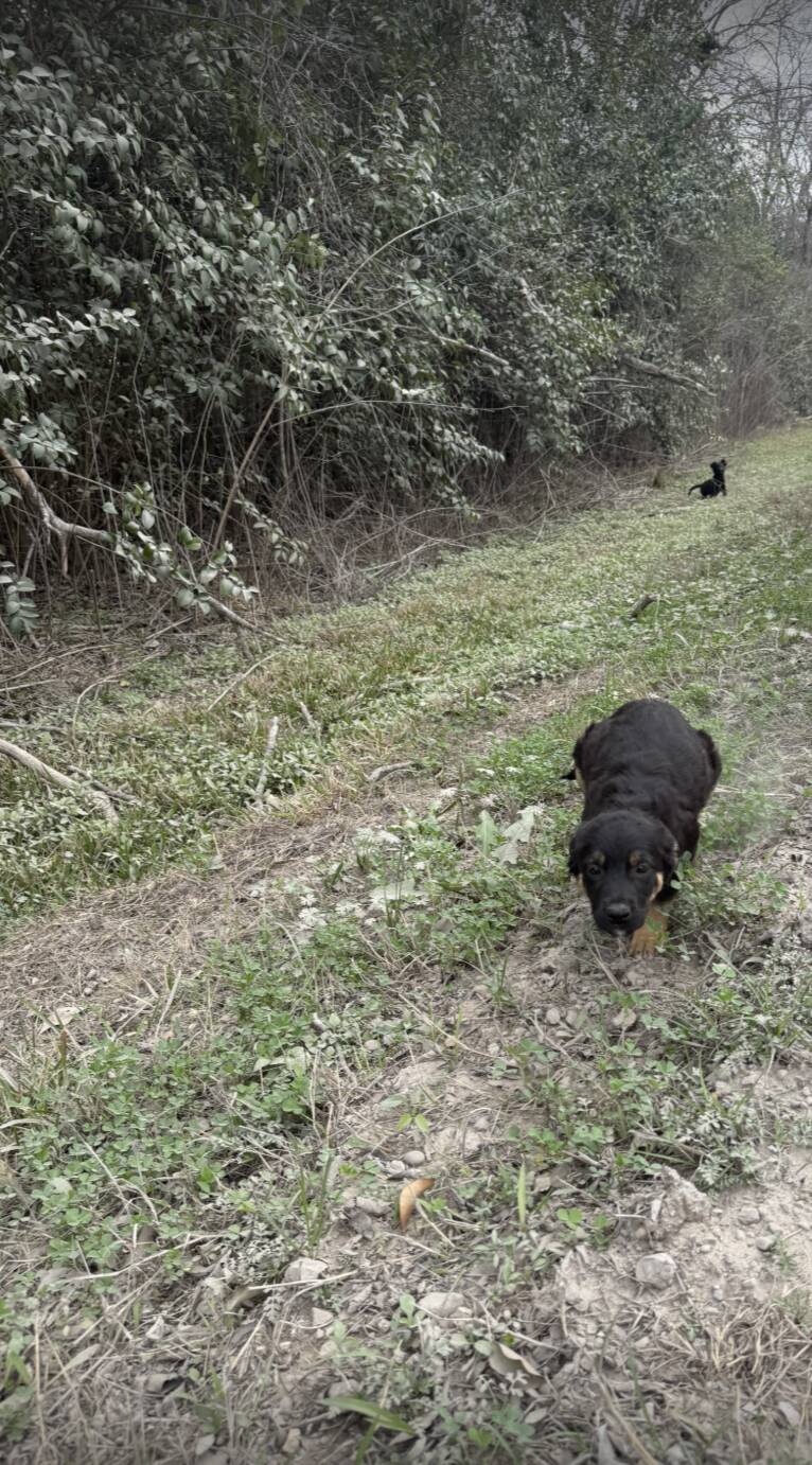 Puppies dumped on dirt road jump into rescuers