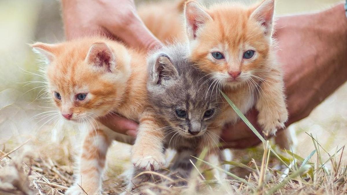 Adopción de gatos de raza: requisitos, motivos y compromisos
