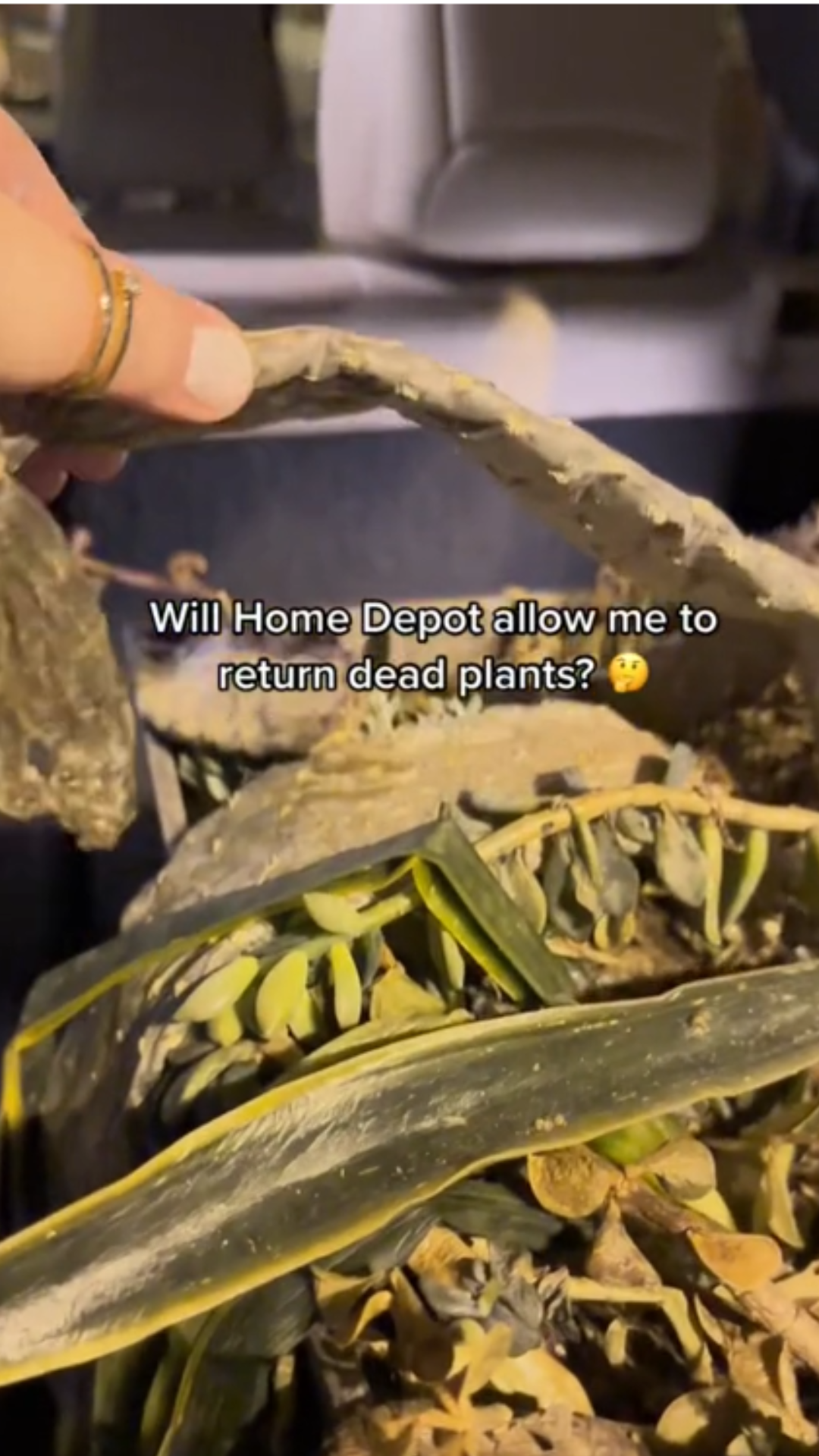 The truth about Home Depot plant returns most people miss