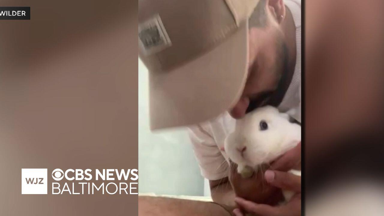 Man reunited with pet rabbits after having to move back to Brazil