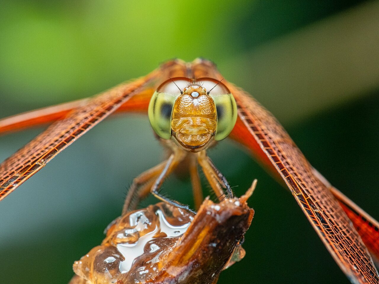 Global insect rescue plan requires new technology to ensure success