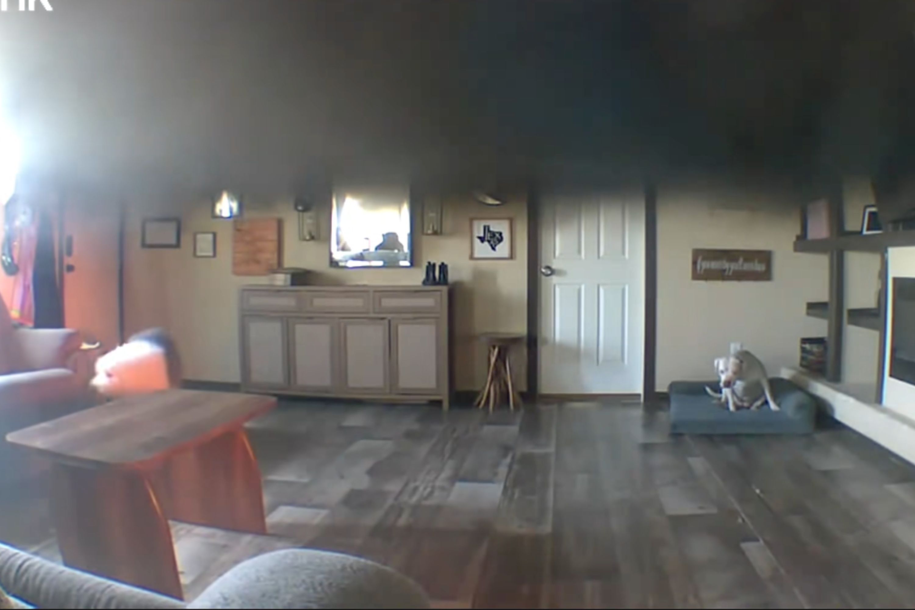 Pet cam captures moment neighbor breaks in to save dogs from house fire