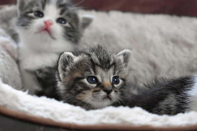 Adopción de gatos de raza: requisitos, motivos y compromisos