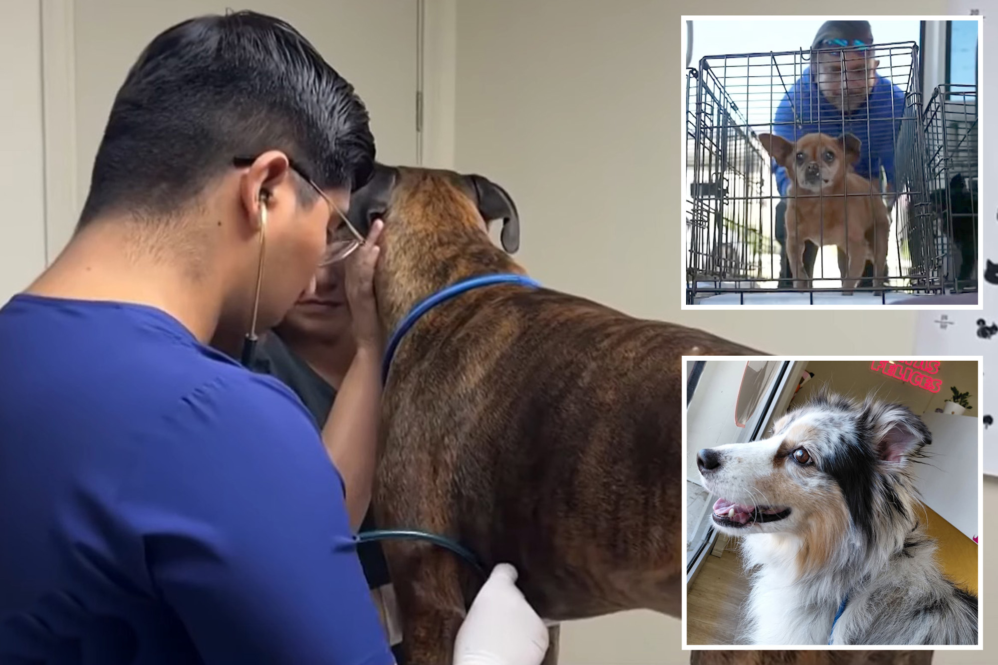 Pet owners flee pricey SoCal vets for Tijuana bargains — one company ...