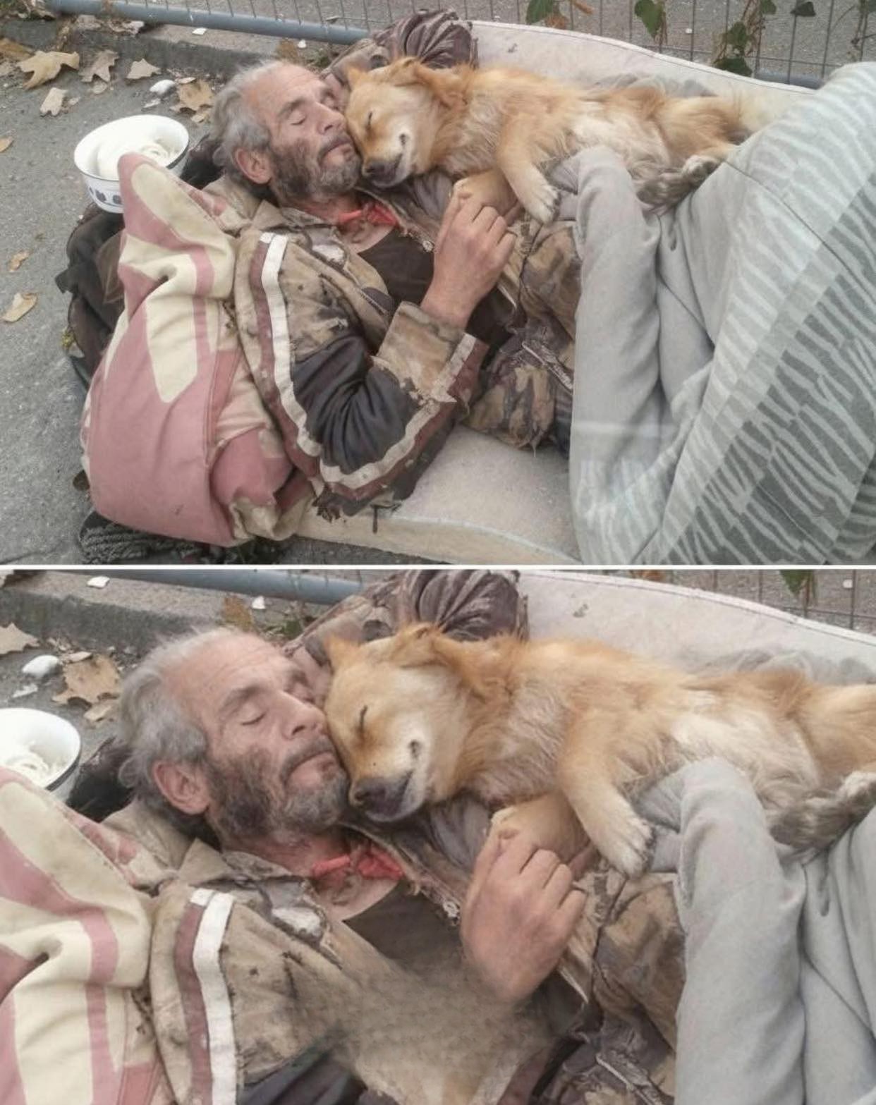 Senza casa ma mai soli: uomo e cane dormono insieme e mostrano il ...