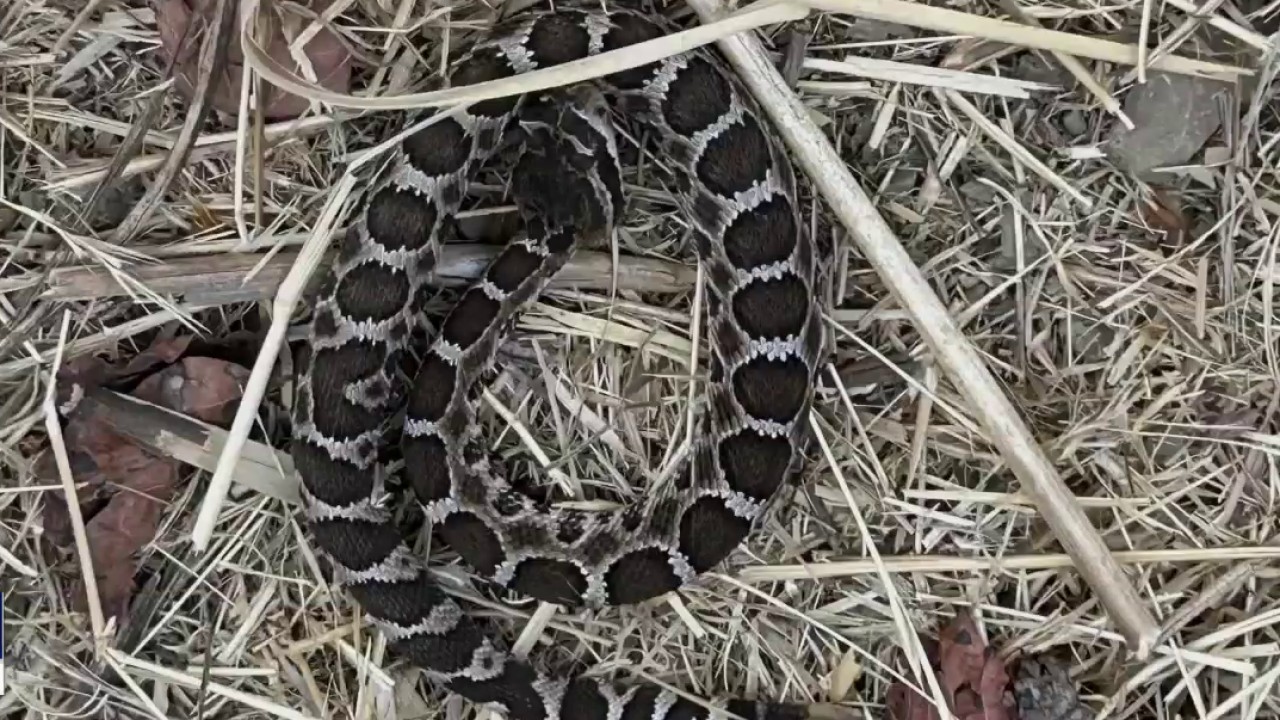 Heat brings out the rattlesnakes