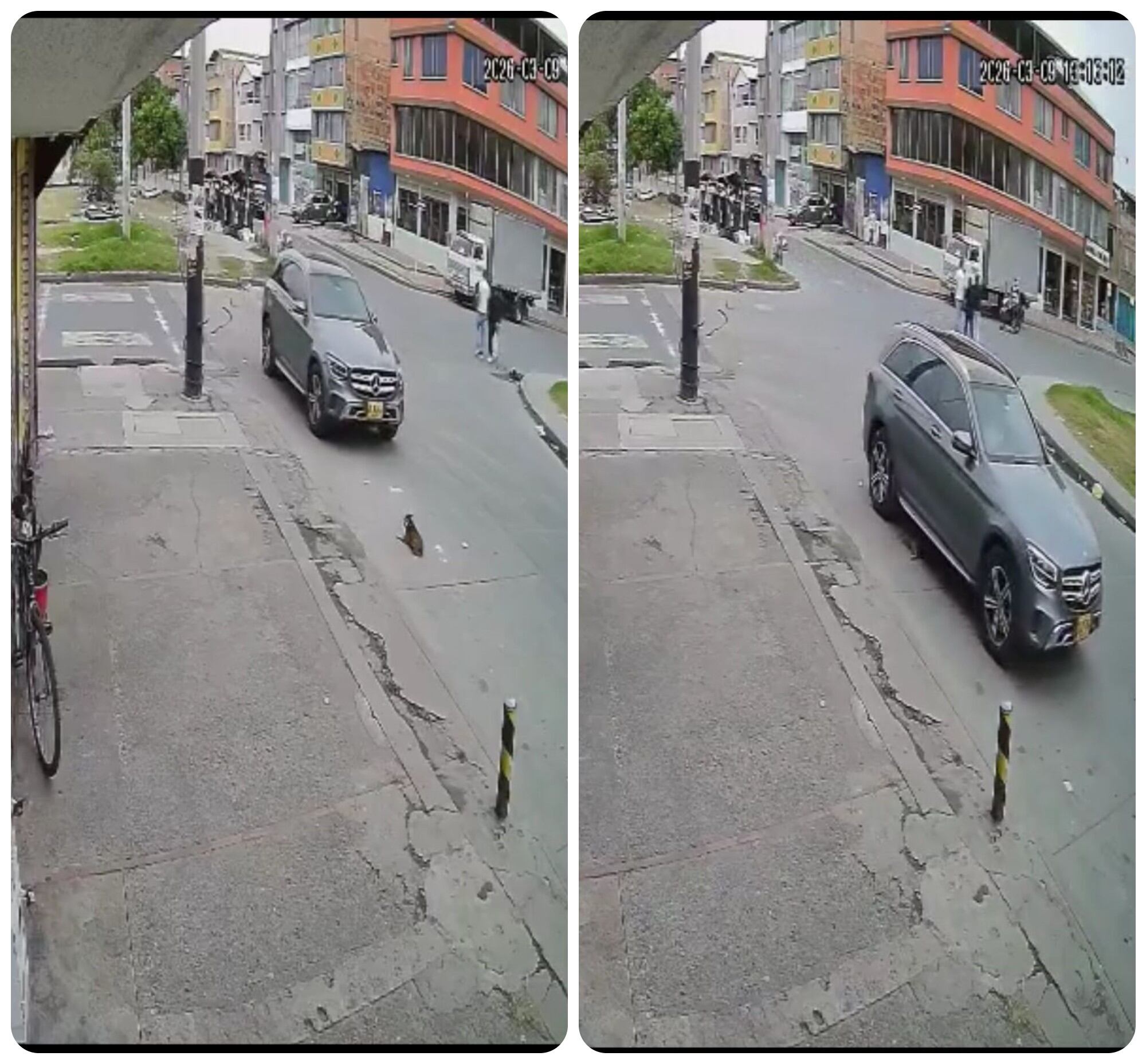 Impactante video en el que una camioneta atropella a un perro en ...