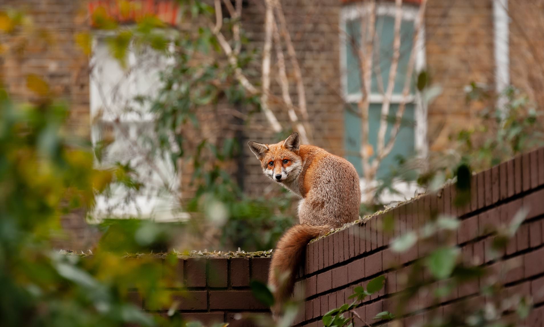 How those fox screeches keeping you awake at night aren't what you ...