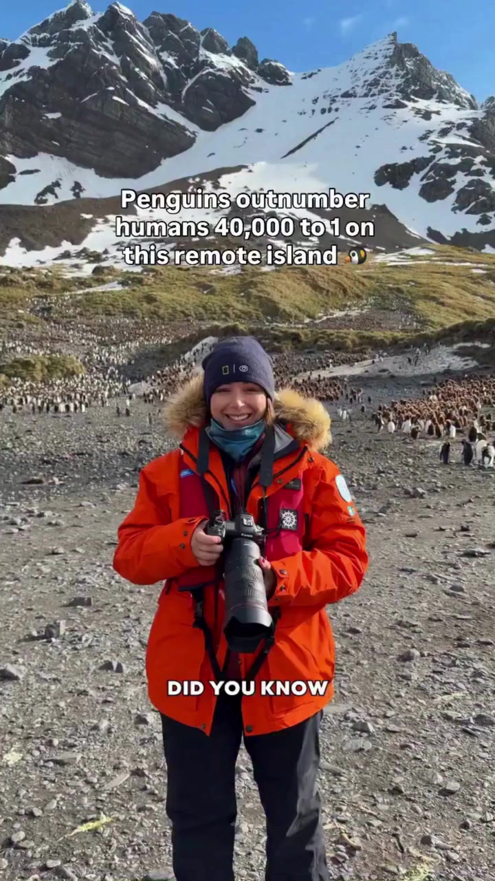 Penguins outnumber humans 40,000 to 1 on this remote island