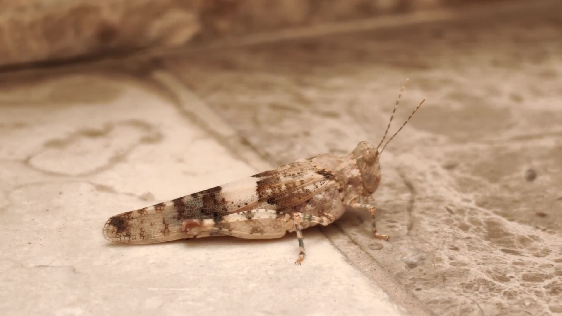 Bugs arrive early in southern Arizona and they are here to stay