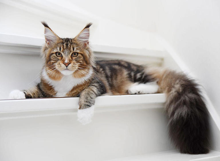 Adopción de gatos de raza: requisitos, motivos y compromisos