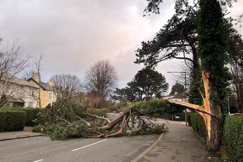 Local authority gets round to looking at lifting dangerous fallen trees ...
