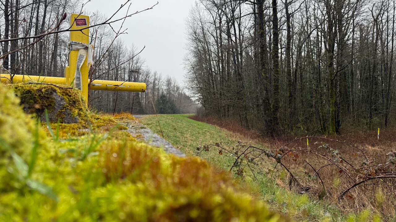 Black bear bluff charges 2 people walking in Squamish