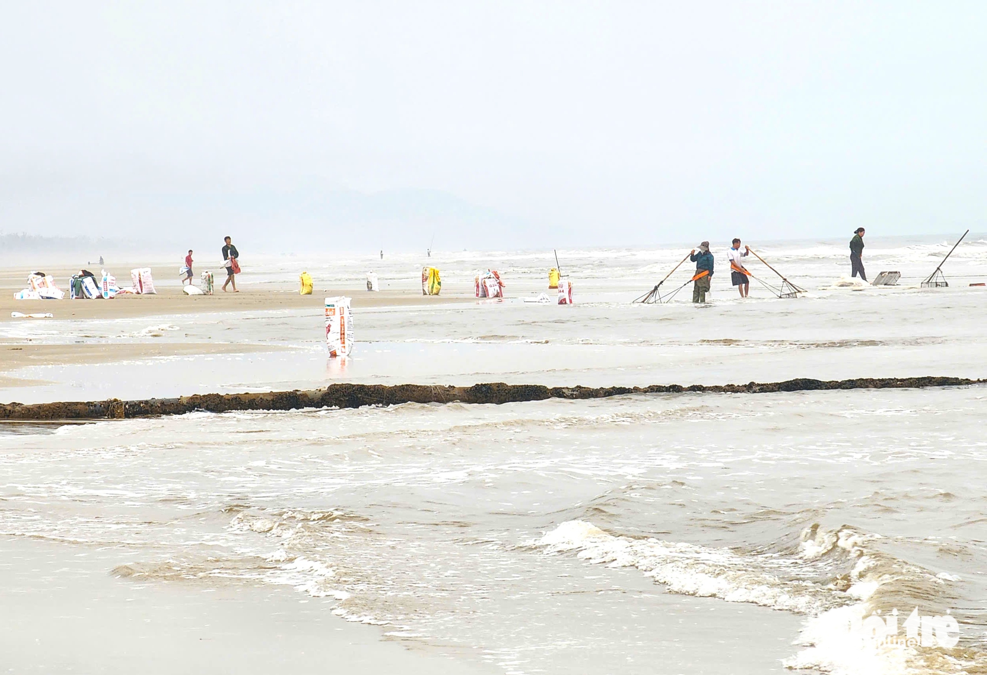 Kiếm tiền triệu mỗi ngày từ nghề cào ốc tép bên bờ biển