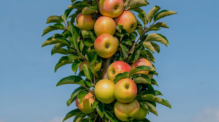 The space-saving apple tree variety that's perfect for your small yard