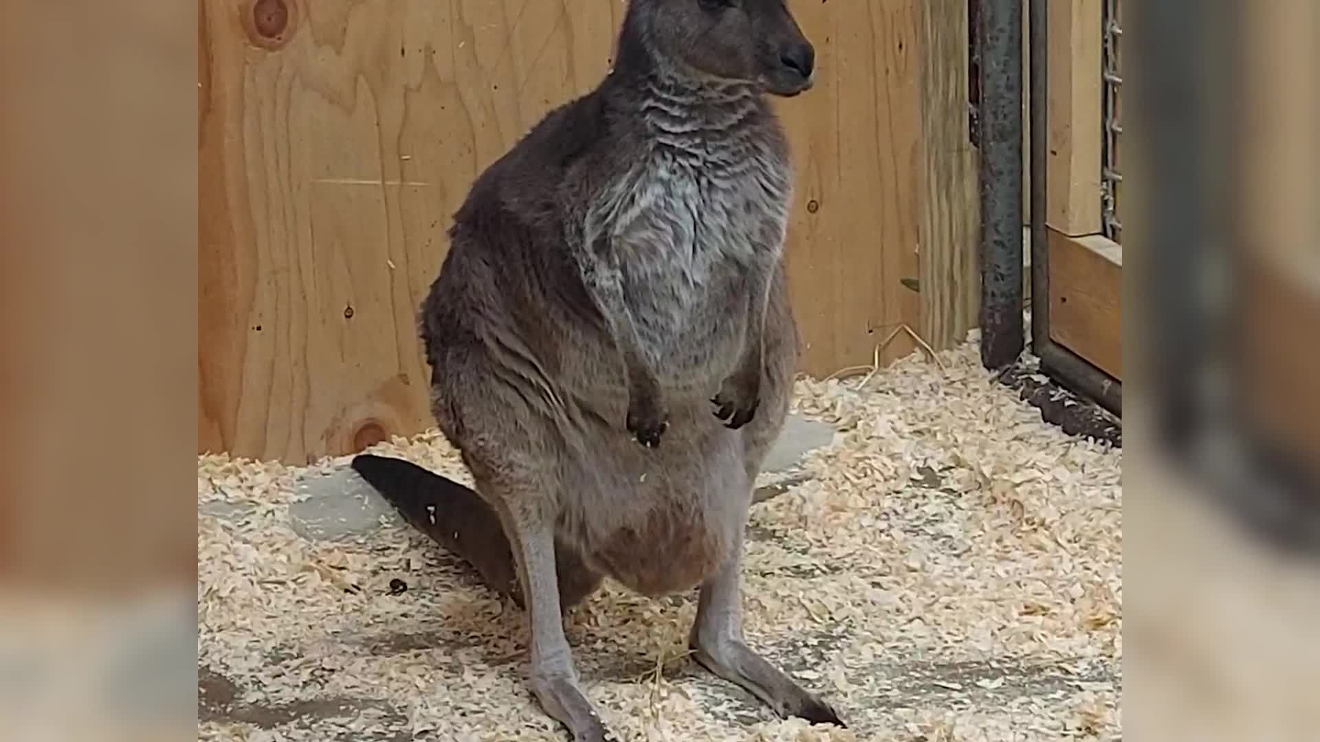 Using a tiny camera, Franklin Park Zoo tracks the growth of baby ...