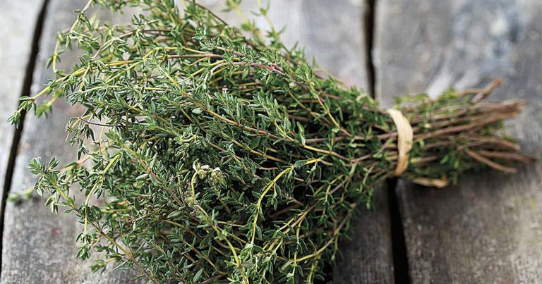 Tomillo: la pequeña aromática que está cambiando campos, cocinas y terrazas