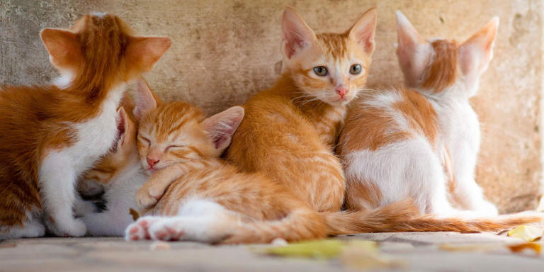 Adopción de gatos de raza: requisitos, motivos y compromisos