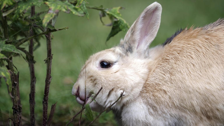 Is your rabbit overweight? Here’s how to tell