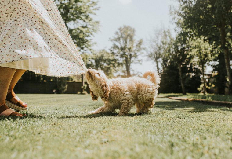 Why cockapoos are naughtier than pure-bred dogs