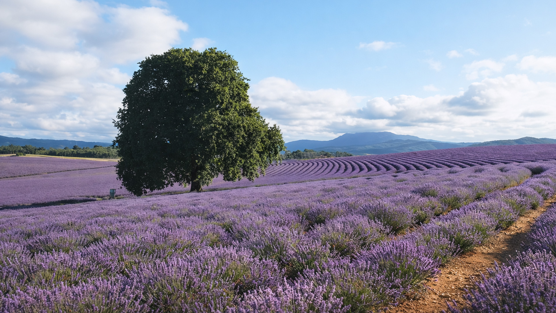 Purple fields rolling through Tasmania’s farming landscape