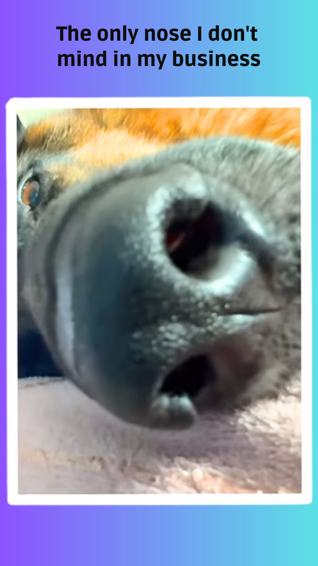 The only nose that rules everything