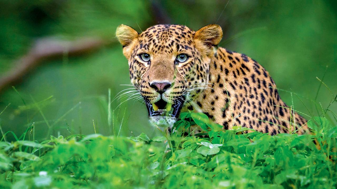 Leopard awareness is not optional for those living near SGNP