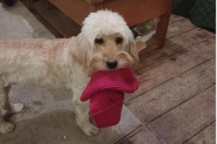 Why cockapoos are naughtier than pure-bred dogs