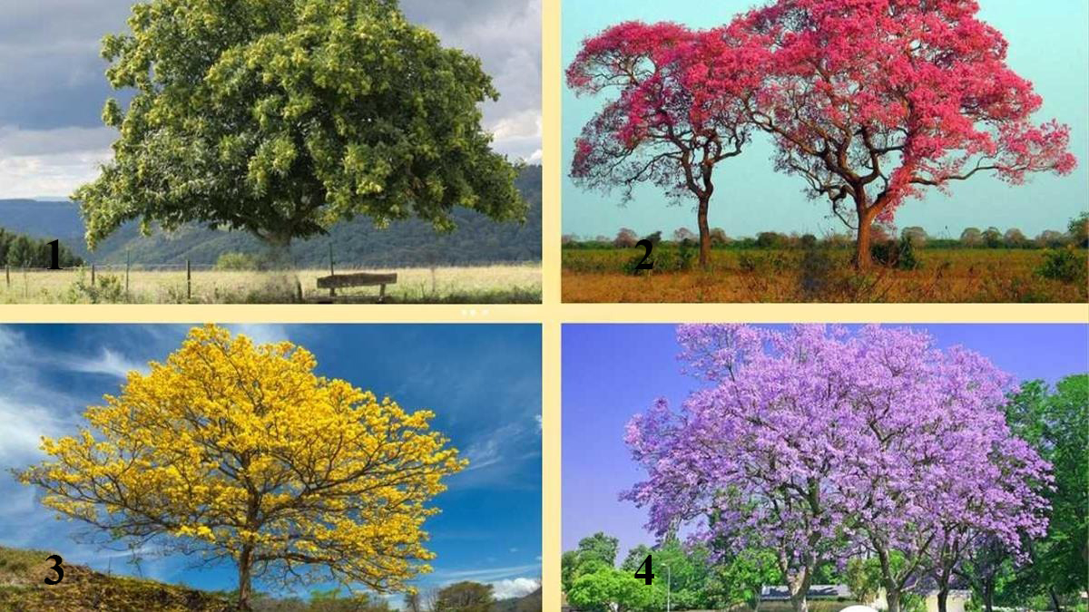 Trắc nghiệm: Bạn giàu thứ gì nhất trong tương lai