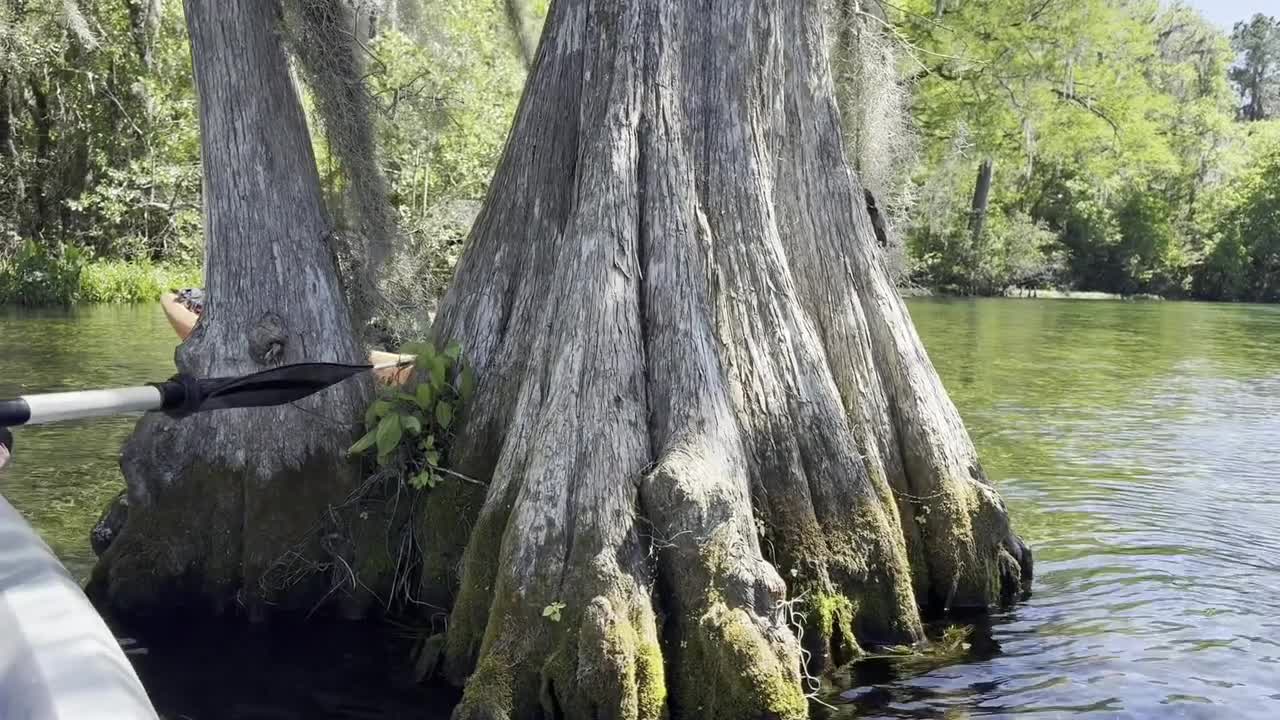Florida kayaker amazed as he spots baby snapping turtle climbing tree