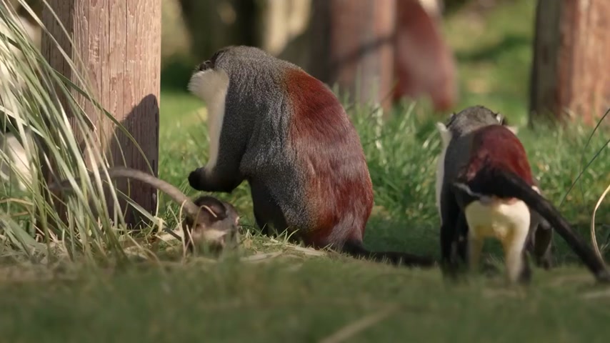 Critically endangered monkey gives birth after surgery saves her foot