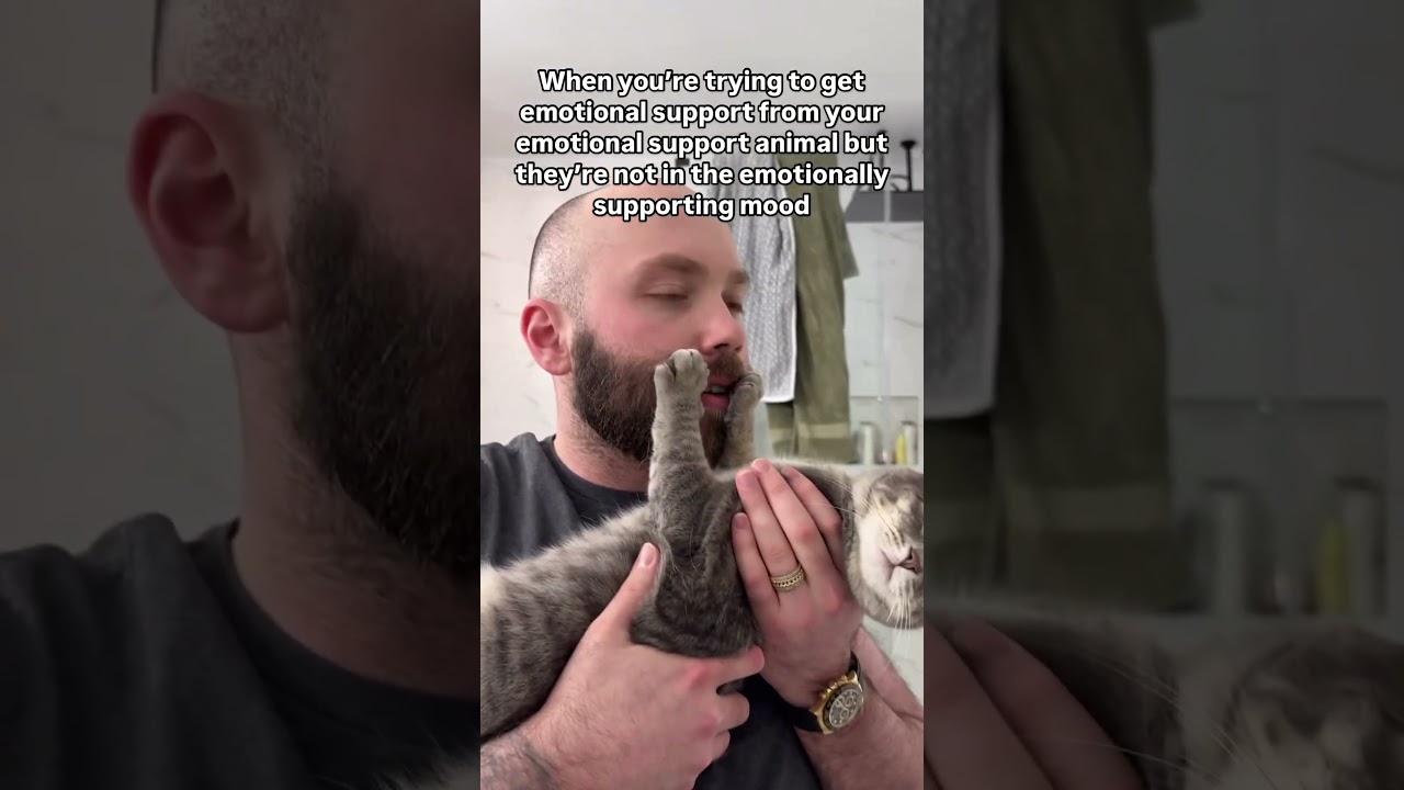 Watch this grumpy emotional support cat show off its bad mood