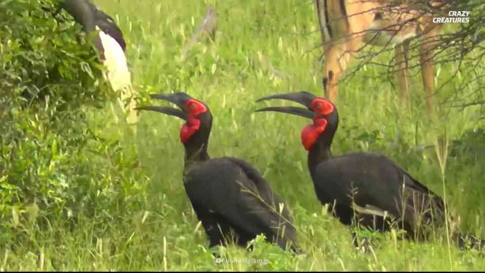 Watch what happens when a bird hunts snakes as its primary prey
