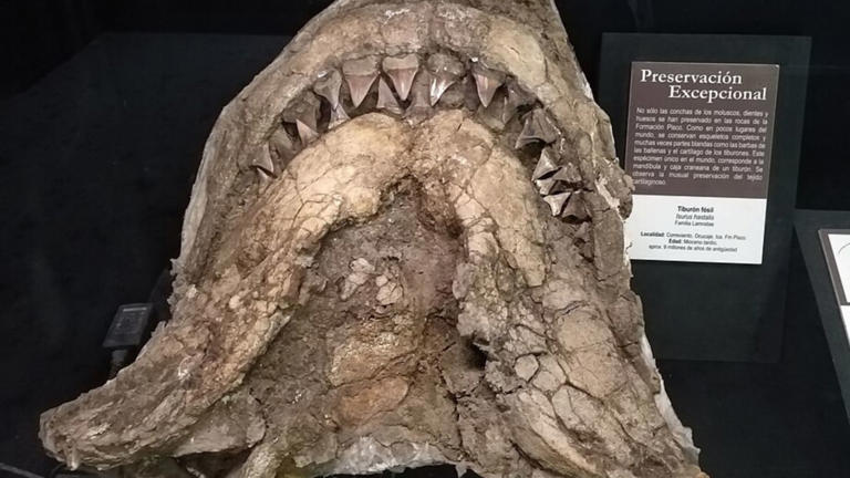 7 meters long, with 9-centimeter blade-like teeth: A nearly complete ...