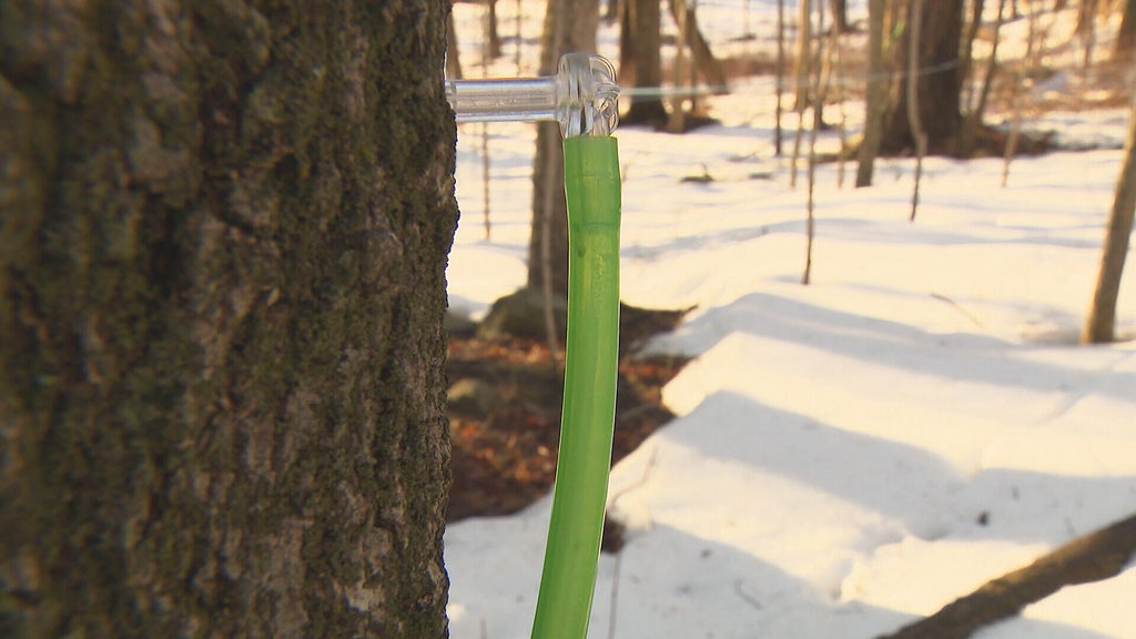They're getting maple syrup from trees with a modern twist in Sharon ...