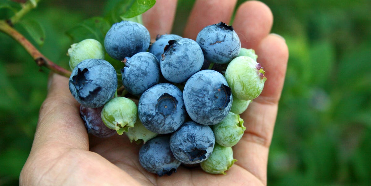 Spending £5 a week on blueberries? Here's how to grow them for free instead