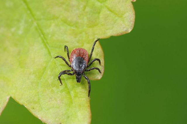 Experts issue warning as harmful insects threaten US region