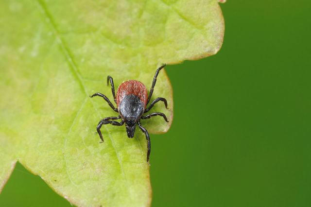 Experts issue warning as harmful insects threaten US region