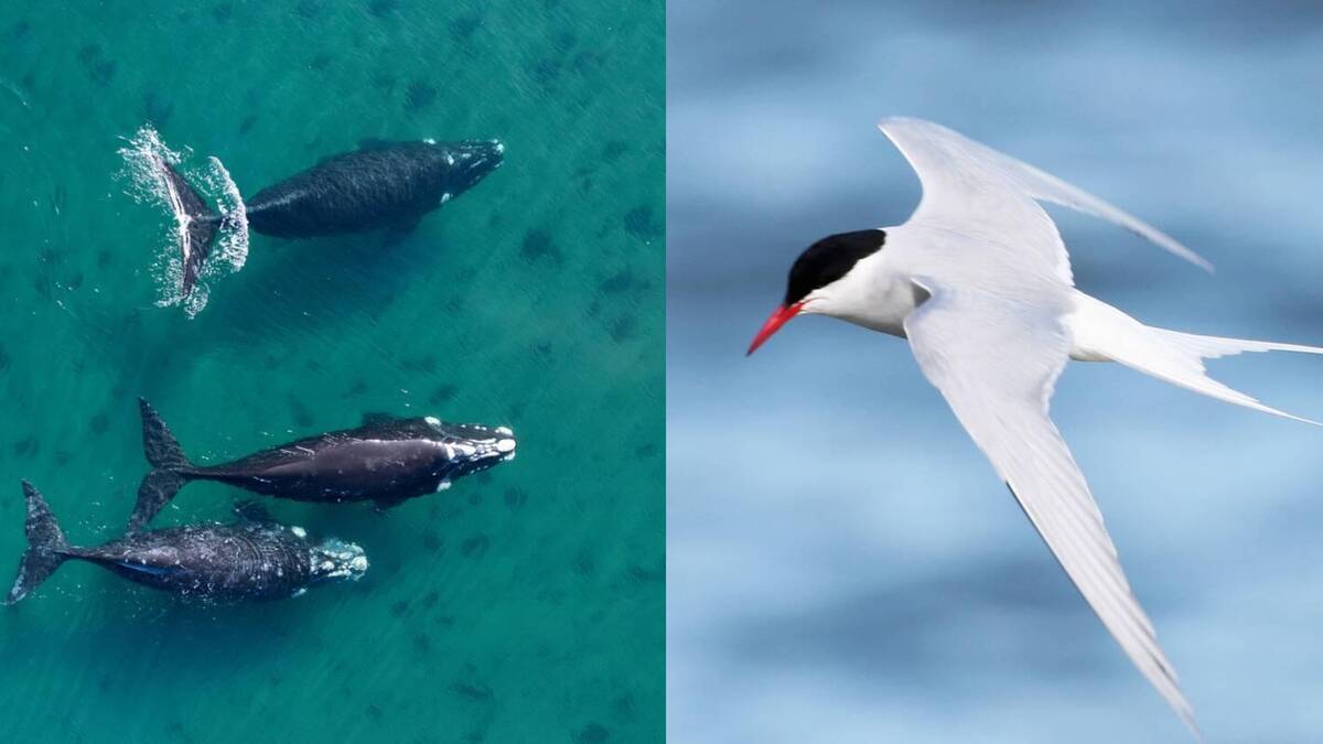 How animals cross oceans without navigational tools