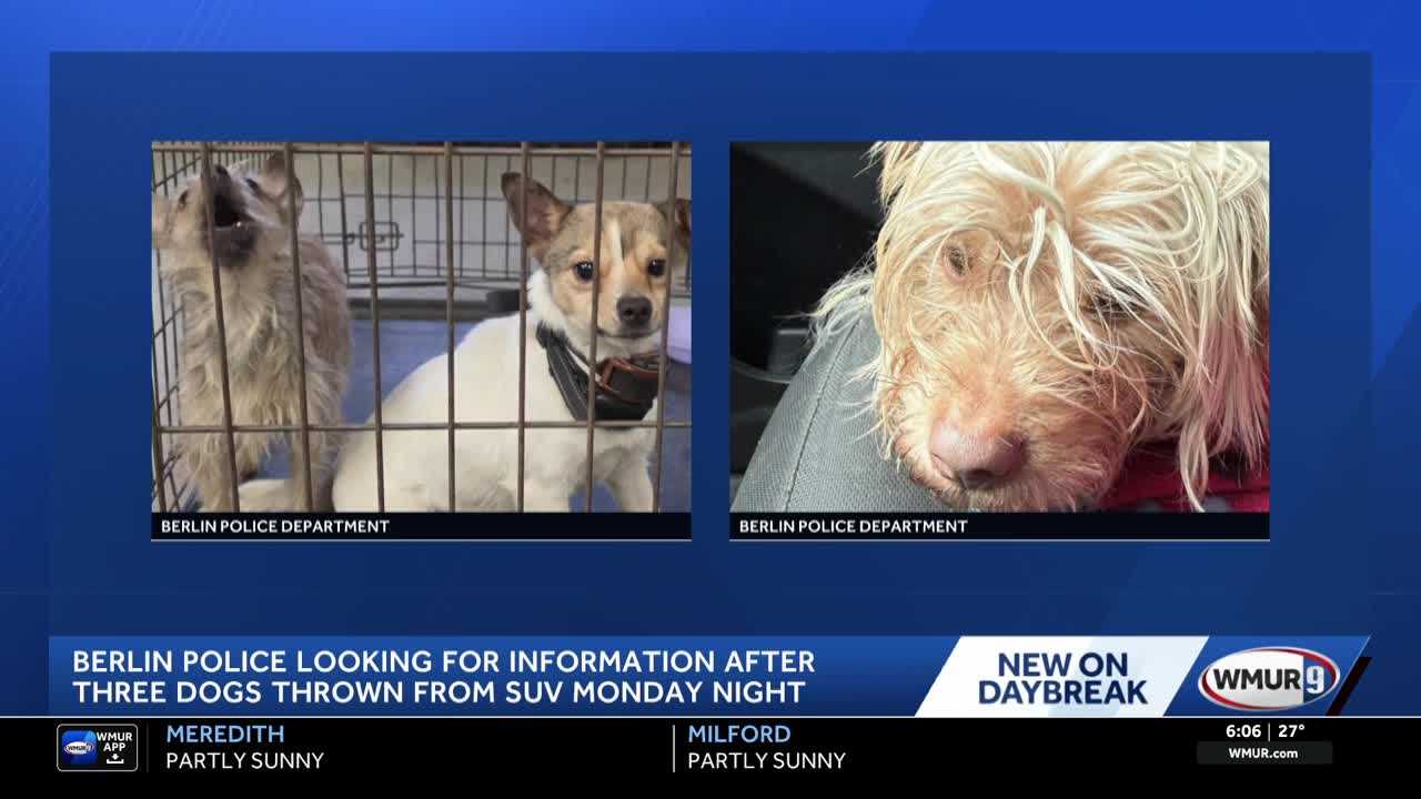 Police looking for owner of dogs that were thrown out of SUV in NH